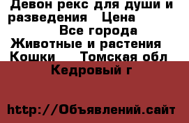 Девон рекс для души и разведения › Цена ­ 20 000 - Все города Животные и растения » Кошки   . Томская обл.,Кедровый г.